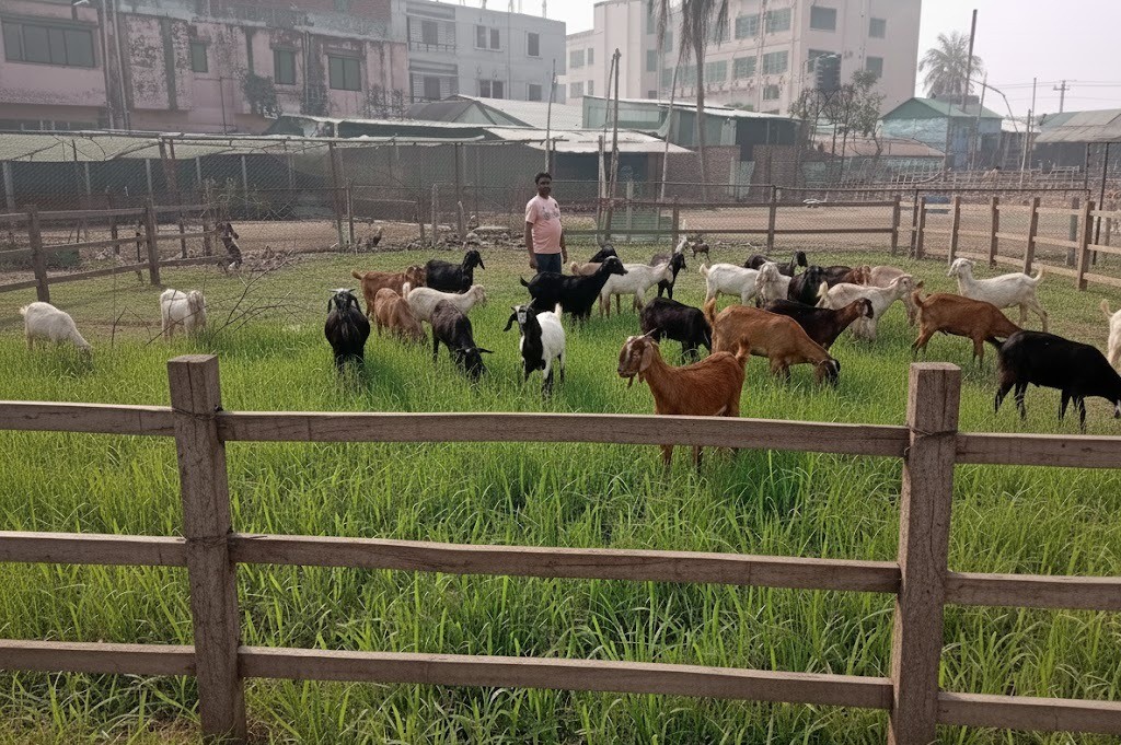 Goat Farm